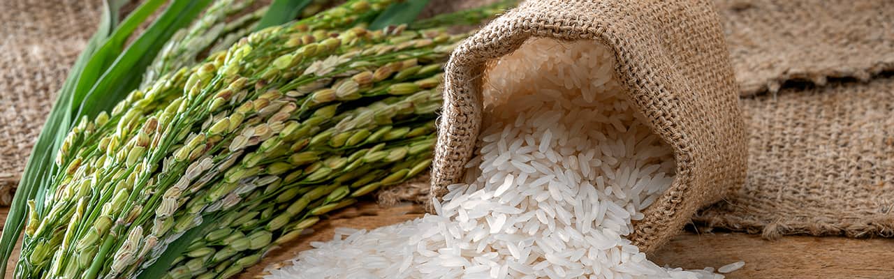 pflanzliche_proteine_Reisprotein